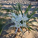 White Lily * Sozopol